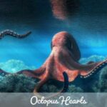 How Many Hearts Does an Octopus Have fight247news.com