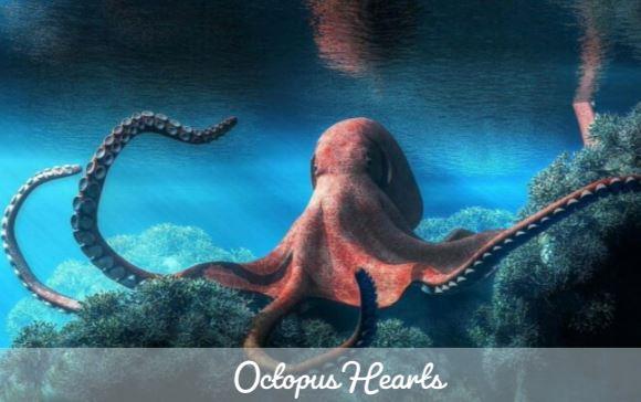 How Many Hearts Does an Octopus Have fight247news.com
