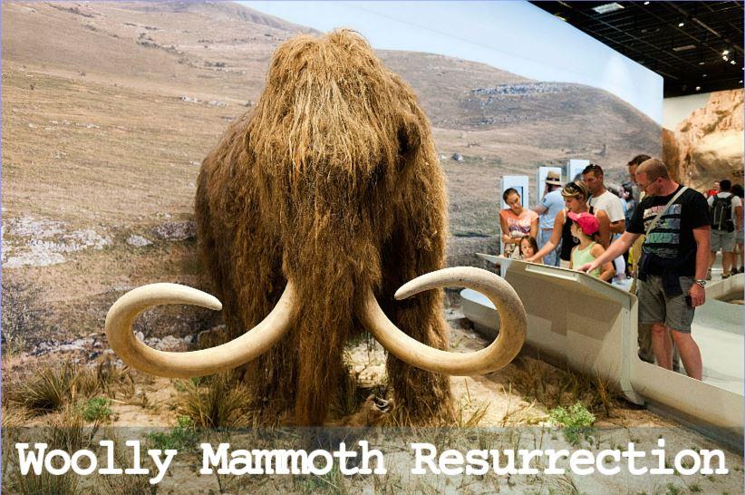 resurrection of the woolly mammoth fight247news.com