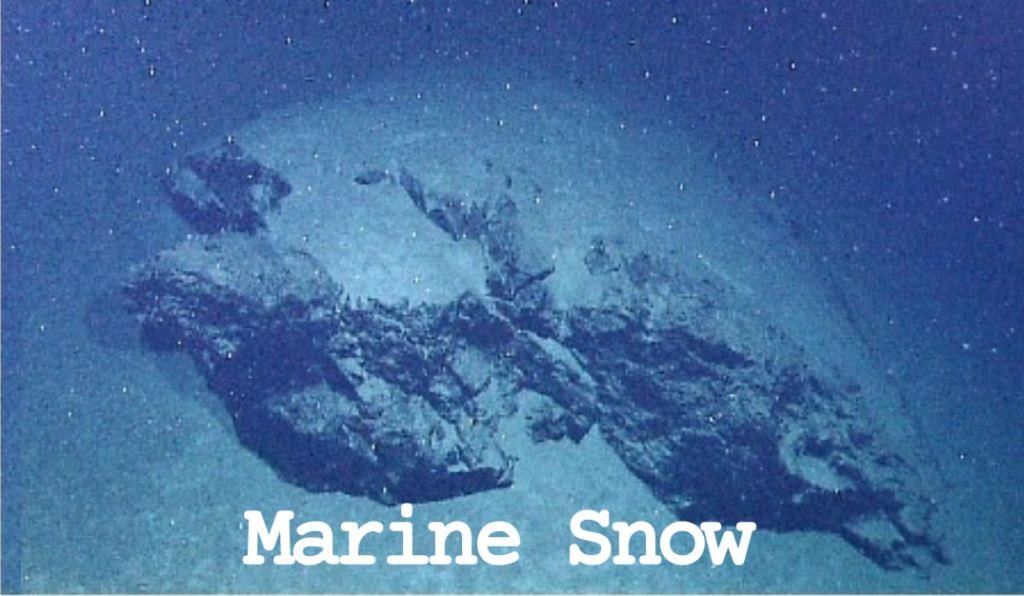 Secret Life of Marine Snow fight247news.com